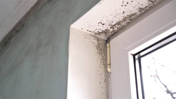 Best Black Mold Removal  in Tashua, CT