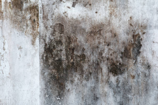 Best Mold Damage Restoration  in Tashua, CT