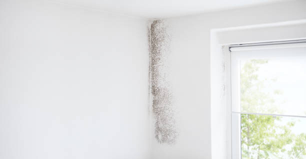 Best Air Quality Testing for Mold Spores  in Tashua, CT