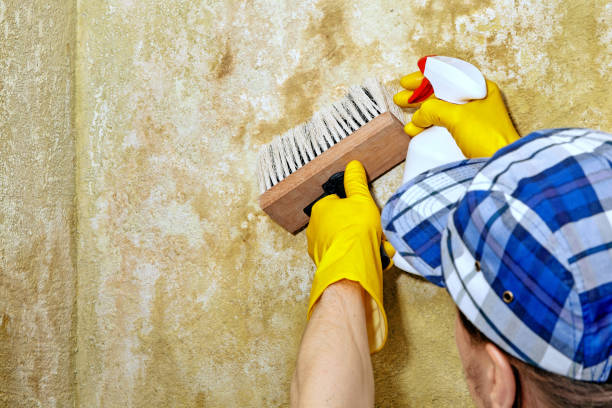 Best Emergency Mold Remediation  in Tashua, CT