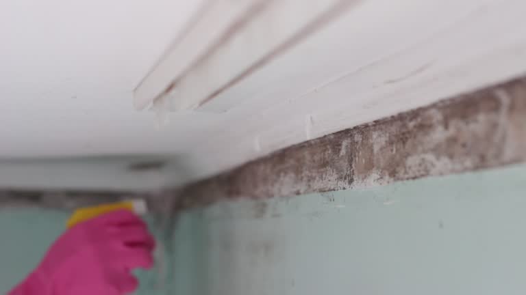 Best Commercial Mold Inspection  in Tashua, CT